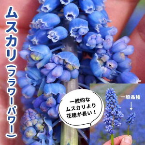 y\Ez  XJ y t[p[ z  3 HA J ς炫 傫 񂹐A fbJ[A Ԃ̑a y11{菇z