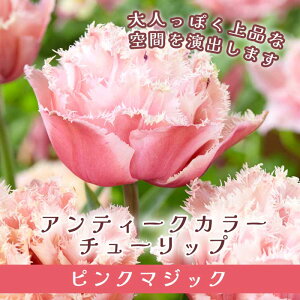 `[bv  sN}WbN 3 AeB[NJ[ sN HA 񂹐A v^[͔| Ԓd Ԃ̑a