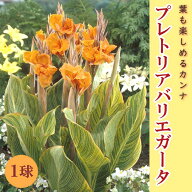 カンナ 球根 葉も楽しめるカンナ 【 プレトリア バリエガータ 】 1球 カラーリーフ 春植え 毎年花が咲く …