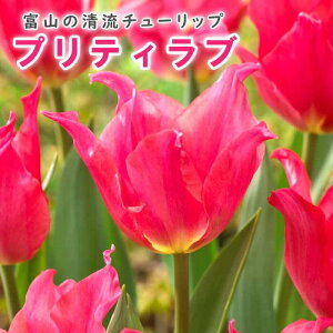 `[bv  veBu 3 sN HA xR xRY xRY Y Ԃ̑a