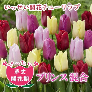 `[bv  J y vX V[Y  7z Ԓd A ؉ Ԃ̑a