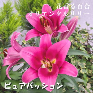 ԍ S y sApbV z  1  IG^ [ HA ~A  F Ԃ̑a