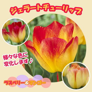 WF[g `[bv  y Yx[}S[ z 3 񂾂Fω HA Ԃ̑a