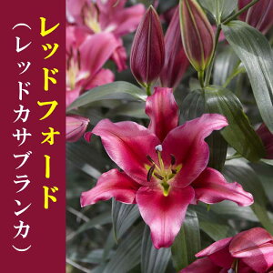 JTuJ  bhtH[h ibh JTuJj1 IG^ [ S HA ~A Ԃ̑a