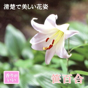 笹百合 球根 1球 秋植え 冬植え ササユリ 茶花 甘い香り Lily 百合 芳香 ゆり リリー 花の大和