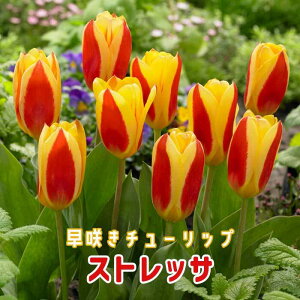 `[bv  XgbT 4 炫`[bv HA v^[͔| Ԓd 񂹐A Ԃ̑a