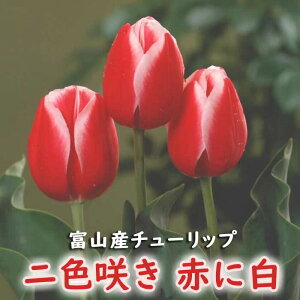 `[bv  y Ԃɔ Ԏz 4 F炫 HA xR xRY xRY Y Ԃ̑a