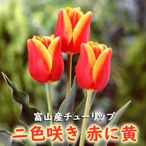 y\Ez `[bv  y Ԃɉ Ԏz 4 F炫 HA xR xRY xRY Y Ԃ̑a y10㒆{菇z