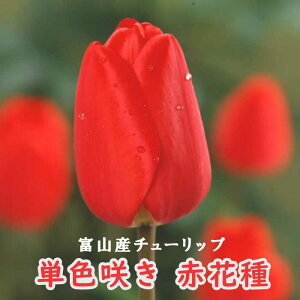 y\Ez `[bv  y  Ԏz 4 PF炫 bh HA xR xRY xRY Y Ԃ̑a y10㒆{菇z