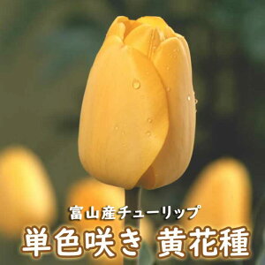 y\Ez `[bv  y  Ԏz 4 PF炫 CG[ HA xR xRY xRY Y Ԃ̑a y10㒆{菇z