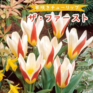 `[bv  UEt@[Xg 4 炫`[bv HA v^[͔| Ԓd 񂹐A Ԃ̑a