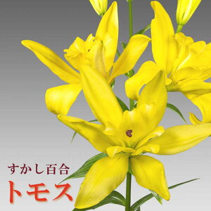 y\Ez S y gX z  2  HA ~A S CG[ yellow A Ԓd  Lily Ԃ̑a y10㒆{菇z