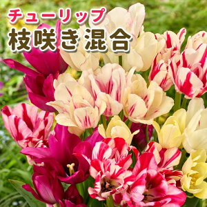 �`���[���b�v ���� �y �}�炫 �V���[�Y �z ���� 5�� �Ԃ̌`�őI�ԃ`���[���b�v �Ԃ̑�a