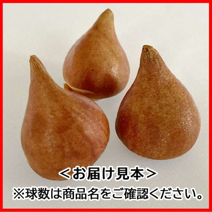 楽天市場 球根 秋植え チューリップ プリティレディ ５球 富山産 富山県産 国産 予約商品 早割価格 １０月後半より順次発送 花の大和 楽天市場店