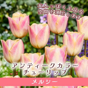 `[bv  V[ 3 AeB[NJ[ HA 񂹐A v^[͔| Ԓd 񂹐A Ԃ̑a