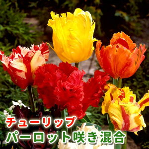 `[bv  y p[bg炫 V[Y z  5 Ԃ̌`őIԃ`[bv pbg炫 Ԃ̑a