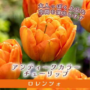 `[bv  cH 3 AeB[NJ[ IW HA 񂹐A v^[͔| Ԃ̑a