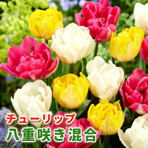 `[bv  y d炫 V[Y z  5 Ԃ̌`őIԃ`[bv Ԃ̑a