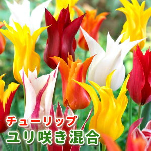 `[bv  y S炫 V[Y z  5 Ԃ̌`őIԃ`[bv 炫 Ԃ̑a