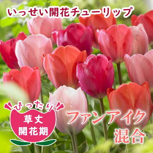 `[bv  J y t@ACN V[Y  7z Ԓd A ؉ Ԃ̑a