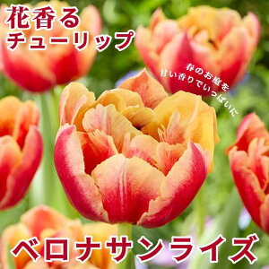 `[bv  xiTCY 3 ԍ`[bv F HA Ԃ̑a