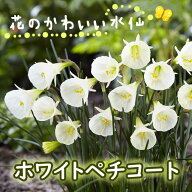 【10月上中旬より発送・早割】 花のかわいい ミニ 水仙 球根 【 ホワイトペチコート 】3球 スイセン 寄せ…