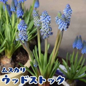 y\Ez XJ y EbhXgbN z  2 HA RNV 񂹐A fbJ[A Ԃ̑a y10㒆{菇z