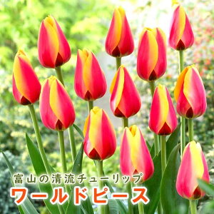 `[bv  [hs[X 3 HA xR xRY xRY Y Ԃ̑a