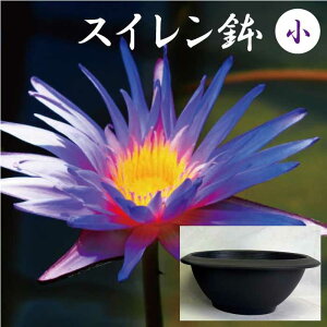 XC   a38cm [15cm 8bg vX`bN y