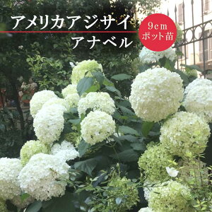 y\EzAWTC Aix 9cm|bg c Vu   ɋ ɋ t Ԃ̑ay10{菇z