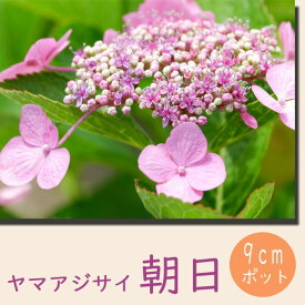 【予約】ヤマアジサイ 朝日 ( あさひ ) 苗 山アジサイ 9cmポット苗 紫陽花 あじさい 花木【12月中旬より順次発送】