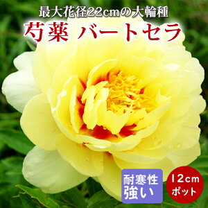y\Ez䉖 c CgEnCubh o[gZ 12cm|bg c Ⴍ₭ VNN hy10{菇z