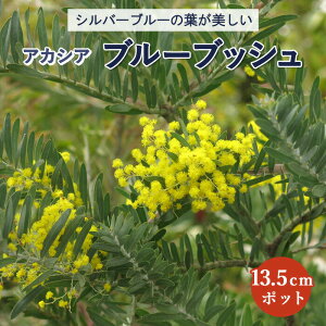 苗 ミモザの人気商品 通販 価格比較 価格 Com