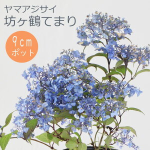 y\z}AWTC V߂Ă܂ ( ڂĂ܂ ) c RAWTC 9cm|bgc z  Ԗ؁y11{菇z