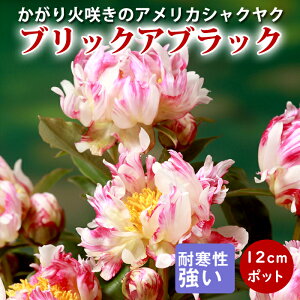 y\Ez䉖 c AJVNN ubNAubN 12cm|bg c Ⴍ₭ VNN hy10{菇z