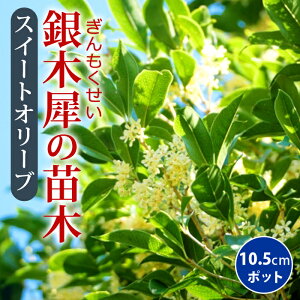؍ c 10.5cm|bg XC[gI[u ␫  MNZC  K[fjO |  Ԗ V{c[