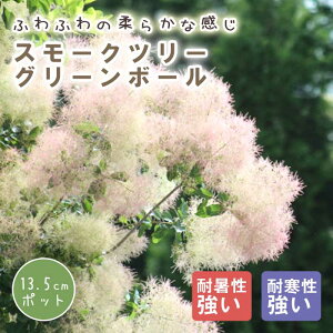 X[Nc[ X[N c[ c O[{[ 13.5cm|bg Ԗ c K[fjO  ӂӂ | ̖ ӂ t@[  F̖