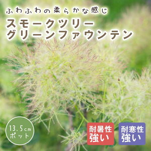 X[Nc[ X[N c[ c O[t@Ee 13.5cm|bg Ԗ c K[fjO  ӂӂ | ̖ ӂ t@[  F̖