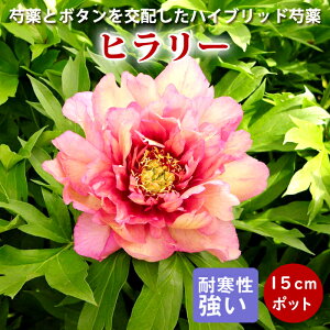 y\Ez䉖 c CgEnCubh q[ 15cm|bgc Ⴍ₭ VNN K[fjO hy10{菇z