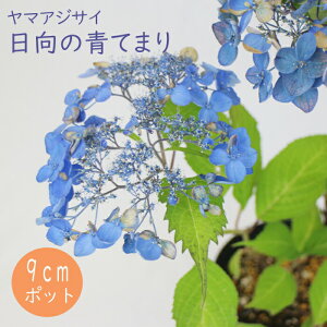 y\z}AWTC ̐Ă܂ ( Ђイ̂Ă܂ ) c RAWTC 9cm|bgc z  Ԗ؁y11{菇z