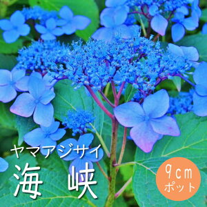 y\z}AWTC C ( 傤 ) c RAWTC 9cm|bgc z  Ԗ؁y11{菇z