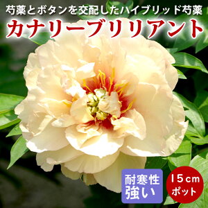 y\Ez䉖 c CgEnCubh Ji[uAg 15cm|bg c Ⴍ₭ VNN hy10{菇z