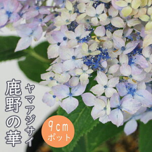 y\z}AWTC ̉ ( ̂̂͂ ) c RAWTC 9cm|bgc z  Ԗ؁y11{菇z