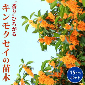 LNZC c 15cm|bg G炫 2N } ؍  K[fjO |  Ԗ y 