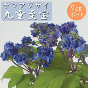 y\z}AWTC d ( ̂ق ) c RAWTC 9cm|bgc z  Ԗ؁y11{菇z