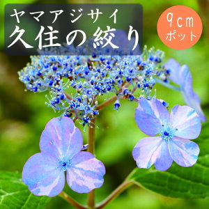 y\z}AWTC vZ̍i ( イ̂ڂ ) c RAWTC 9cm|bgc z  Ԗ؁y11{菇z