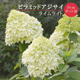 【予約】ノリウツギ ライムライト 9cmポット 苗 ピラミッド アジサイ パニキュラータ シュラブ 低木 庭木 耐暑性 耐寒性【12月中旬より順次発送】