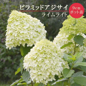 y\EzmEcM CCg 9cm|bg c s~bh AWTC pjL[^ Vu   Ϗ ϊy10{菇z