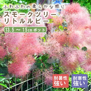 X[Nc[ X[N c[ c gr[ 13.5cm`15cm|bg Ԗ c K[fjO  ӂӂ | ̖ ӂ t@[  F̖