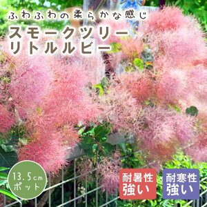 X[Nc[ X[N c[ c gr[ 13.5cm|bg Ԗ c K[fjO  ӂӂ | ̖ ӂ t@[  F̖